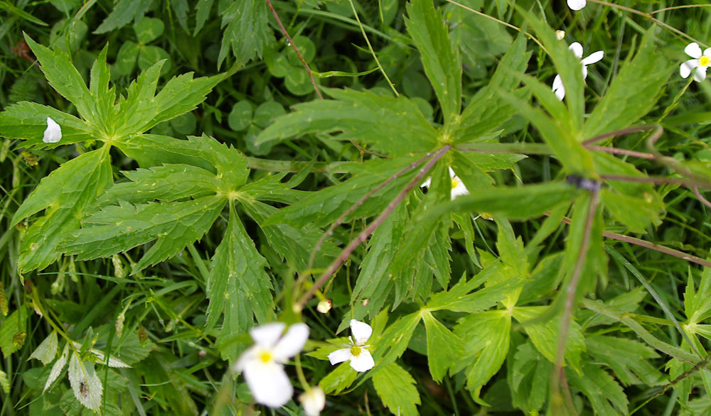 Ranunculus platanifolius / Ranuncolo a foglie di platano